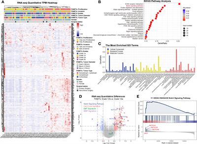 JAG1, Regulated by microRNA-424-3p, Involved in Tumorigenesis and Epithelial–Mesenchymal Transition of High Proliferative Potential-Pituitary Adenomas